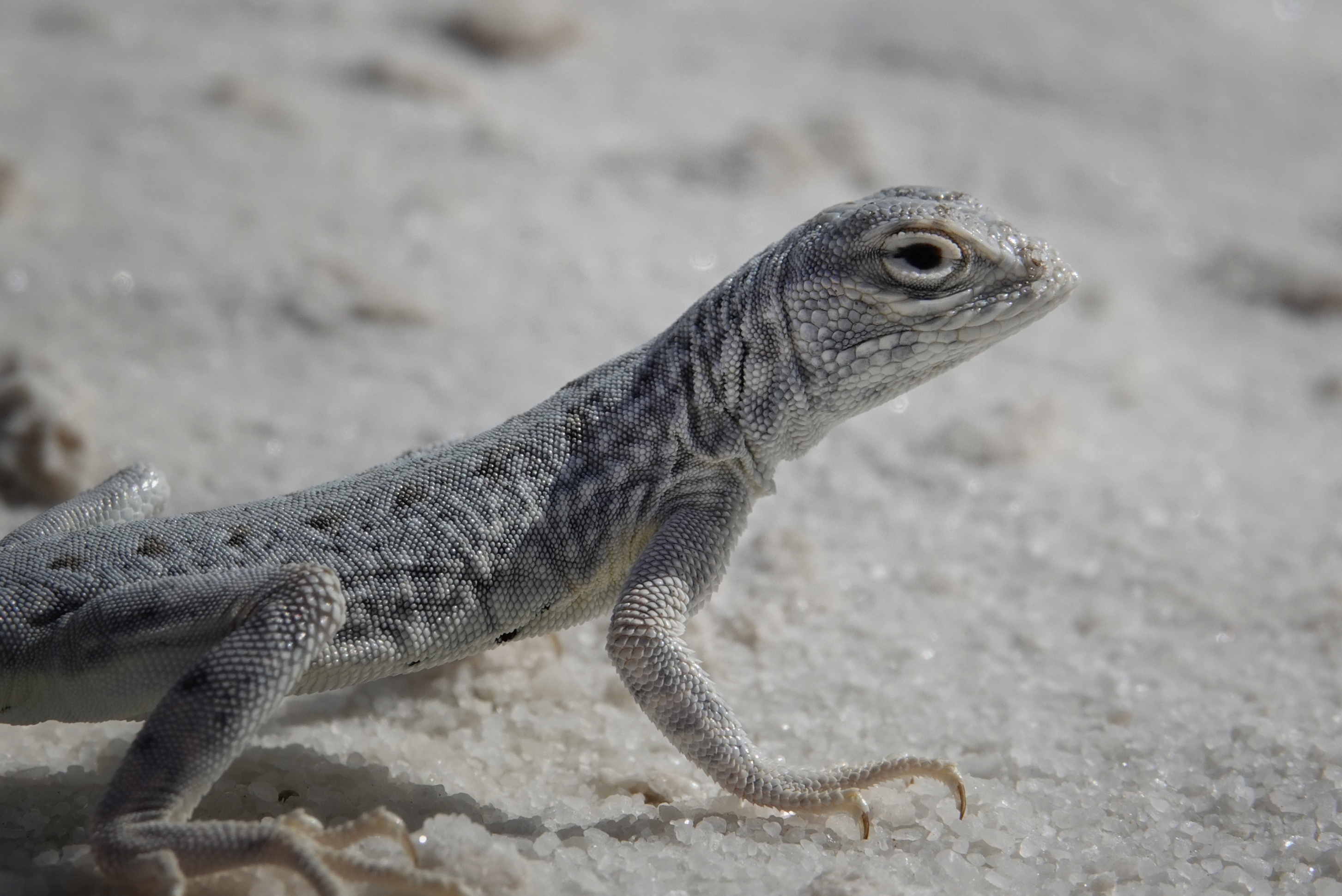 Lézard sur les dunes de gypse